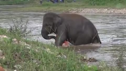 elephant rescues a drawning man