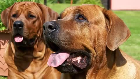 Las 10 razas de perros más grandes del mundo.