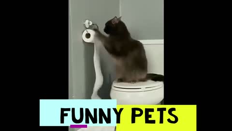 Funny Pets pt. 6