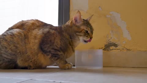 cute cat trying to drink
