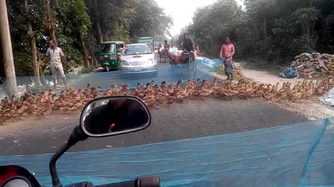 Waiting at the Crosswalk for a Flock