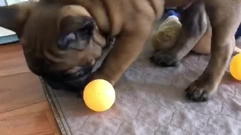 Brown french bull dog frenchie with green ball in mouth wants orange ball