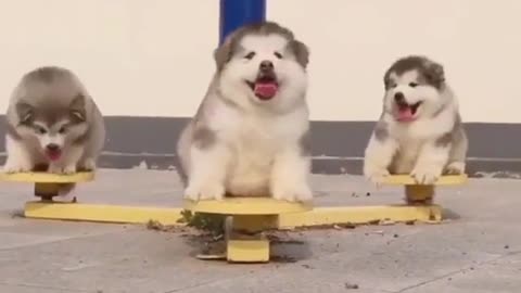 Three little huskies, playing together