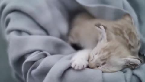 Little Cute Cat Video 😍 🤩