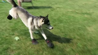 Husky tries dog shoes for the first time