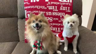 Pomeranians Decorate for Christmas
