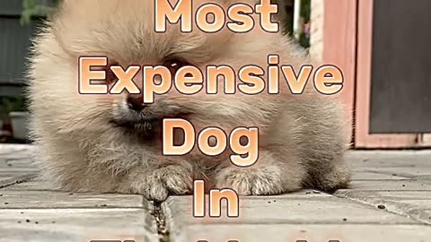 Top 10 most expensive dogs in the world