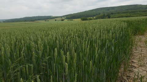 Champs de culture d'orge dans les Vosges