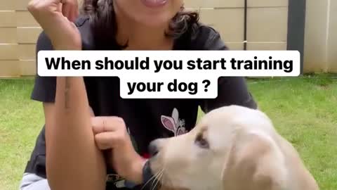 When should you start traning your dog?