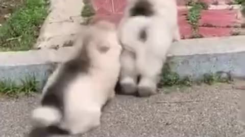 Funny Animal Videos - Cats, Dogs, Park, Indoors