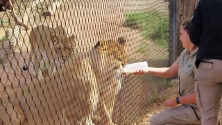 Werribee Zoo Lion Theft