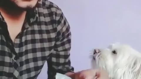 Watch the dog help its owner count the money