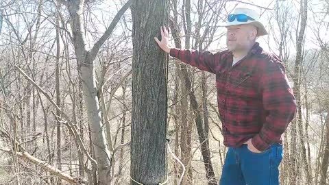 TAPPING MAPLE TREES: Q&A //THE MILLERS WAY