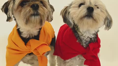 Video of Dogs Wearing Bandanas