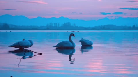 Swan In A Lake