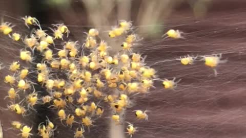 A little nest of baby spiders
