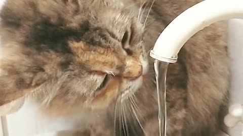 on account of covid even my cat drinks aqua straight from the tap