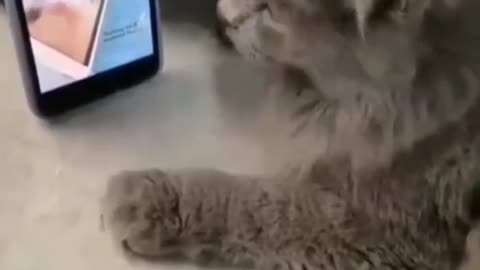 Funniest Cat Videos That Make Your Day Better 😻