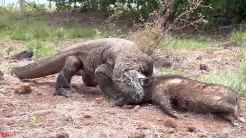 Absolutely BRUTAL Moments of Komodo Dragons Eating Everything in Sight | Pet Spot