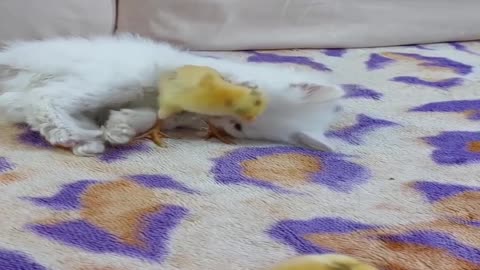 Kittens and chickens