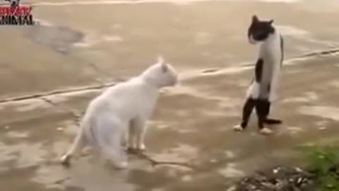 Two cats 🐱🐱 are funny fight with michael jackson dance 😁