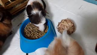 GUINEA PIGGY STANDING BY THE BOWL