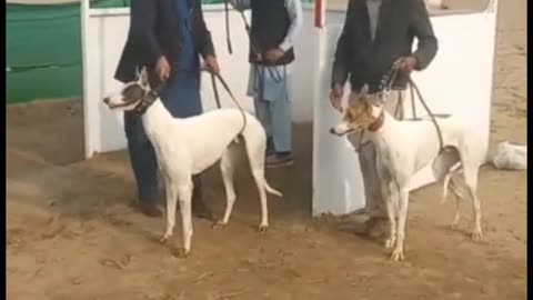 Greyhound race in Pakistan