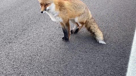 Curious Fox Meets Friendly Biker