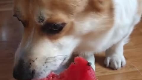 corgi_eats_watermelon dog