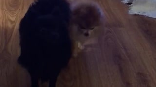 Pomeranians bossing me