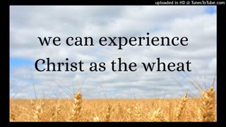 we can experience Christ as the wheat today