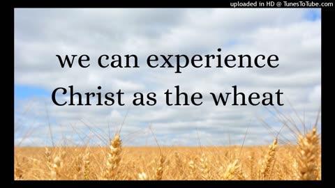 we can experience Christ as the wheat today
