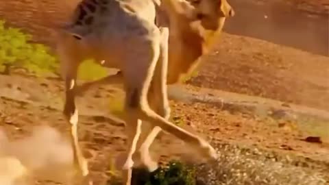giraffe attacks lioness