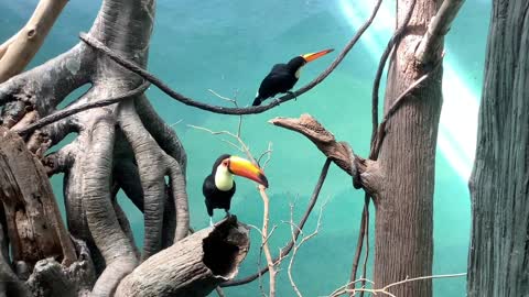 Toucan bird exotic colourfull animal beauty of nature