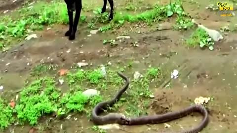 Animals fight, wild dog fight against cobra