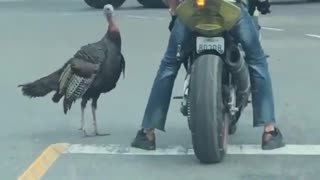 Tangling with a Turkey in an Intersection