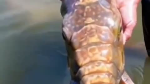 Elephant Fish??