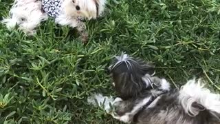 Two dogs play in the grass outside and one wears a black white outfit