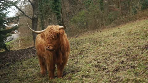 awesome hairy Bison