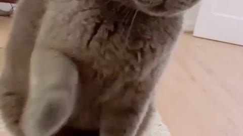 Funniest cat video ! Funny Video Viral