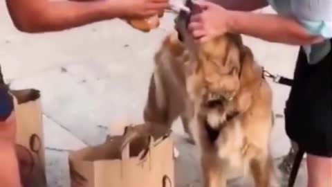 Dog needs some Cash to release