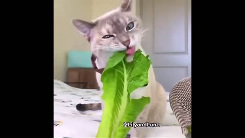 Cute Cat Eating Vegetable