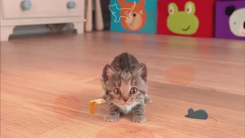 Litle sweet Cat Videos