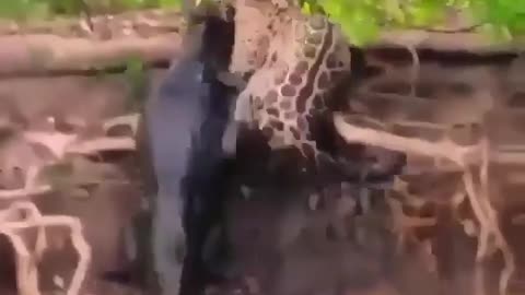 Jaguar hunting alligator.