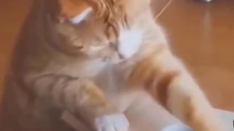Funny Cat Trying to catch the Toy fish