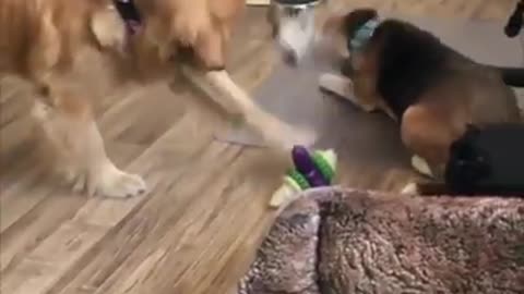 Funny Video Of Dog Cat & Birds 😂😂