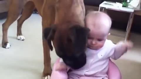 Baby girl adorably plays with excited boxer