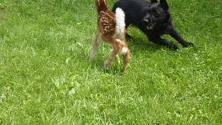 Dog And Baby Deer Play In A Grass Field