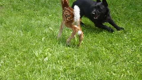 Dog And Baby Deer Play In A Grass Field