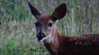 Fawn Deer